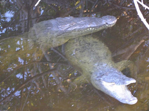 croc