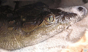 croc