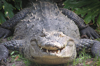 croc
