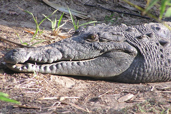 croc
