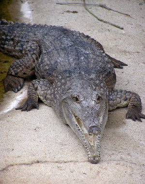 croc
