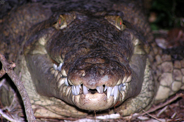 croc