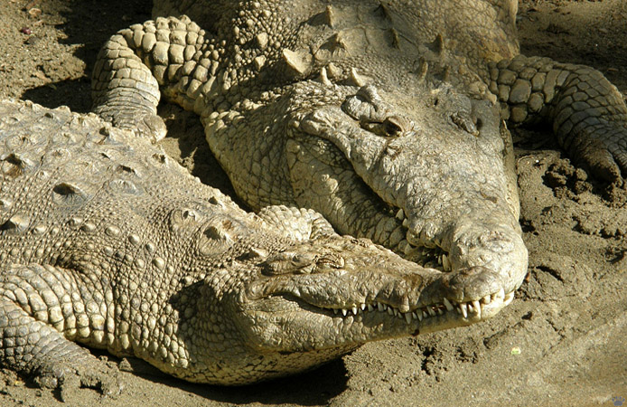 croc