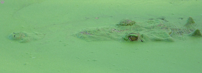 croc