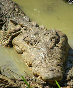 croc