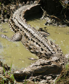 croc