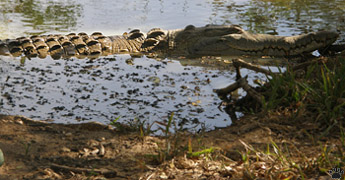 croc