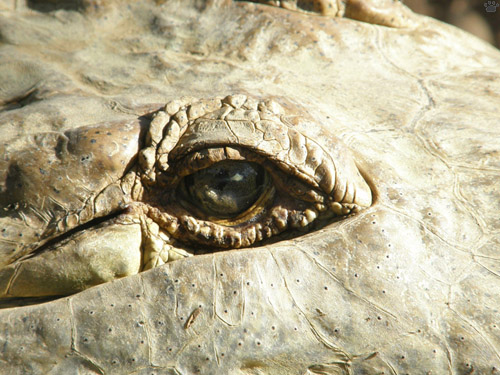 croc