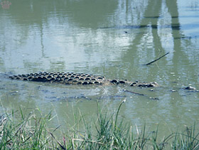 croc