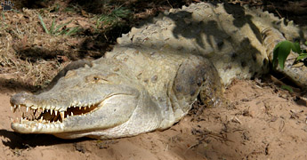 croc