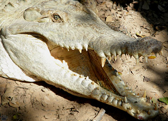 croc