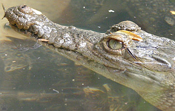 croc