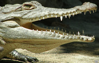 croc