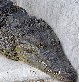 croc