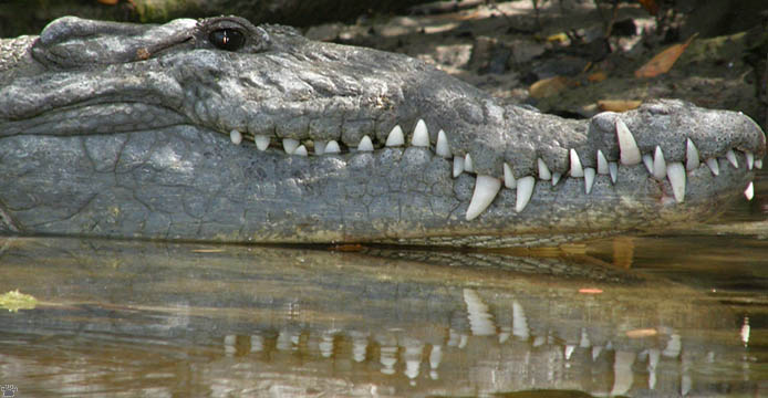 croc