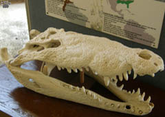 croc