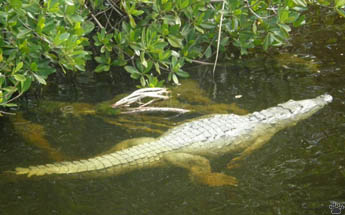 croc
