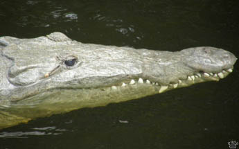 croc
