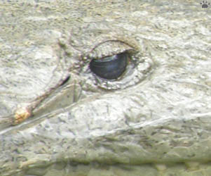 croc