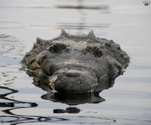 croc