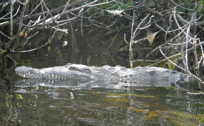 croc