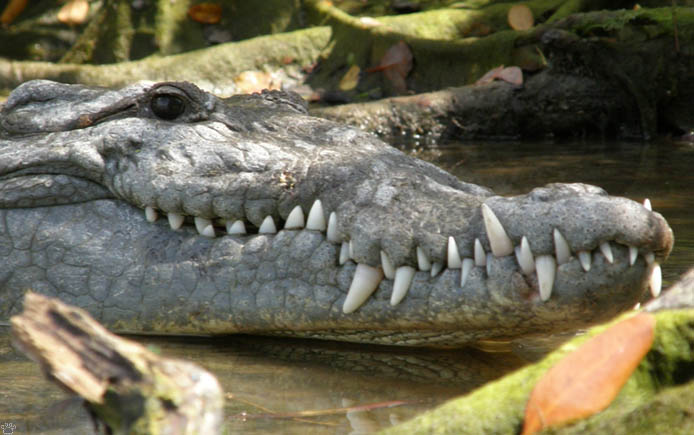 croc