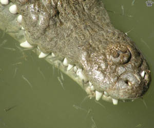croc