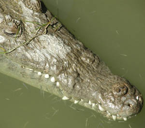 croc