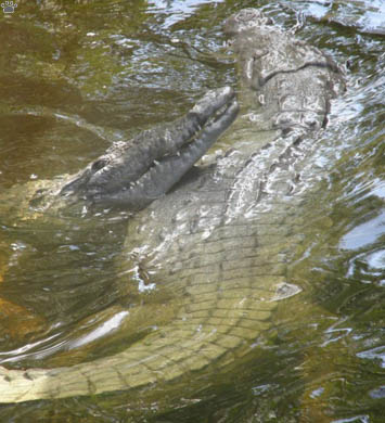 croc