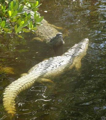croc