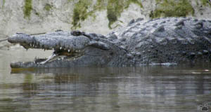 croc