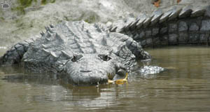 croc