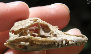 croc