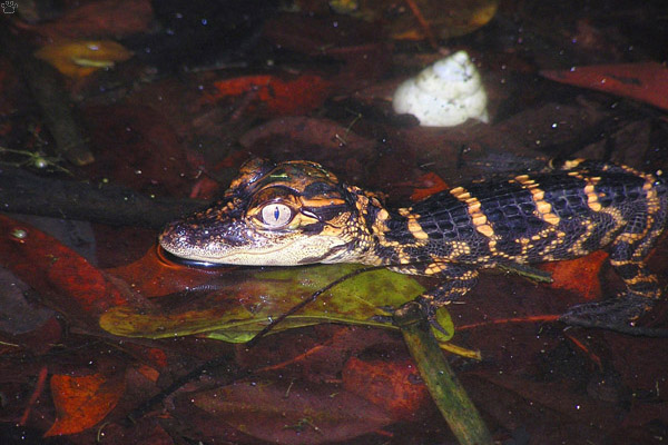 gator