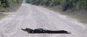 gator