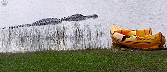 gator