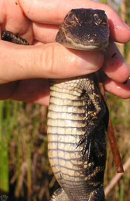 gator
