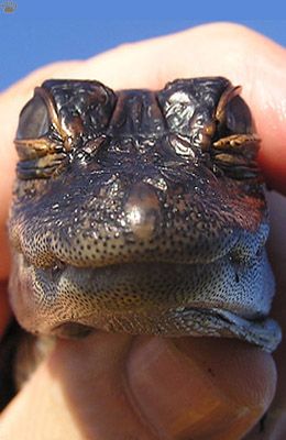 gator
