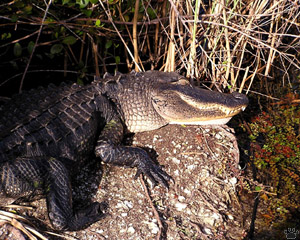 gator