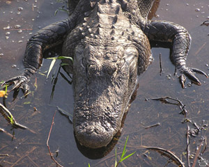 gator