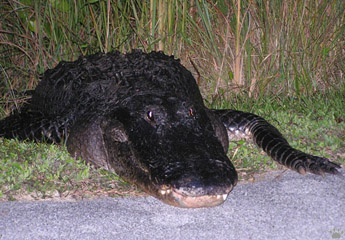 gator