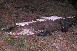 gator