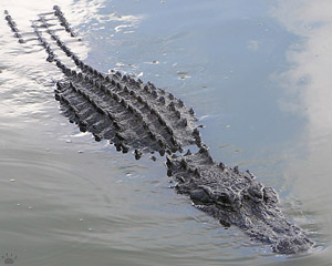 gator