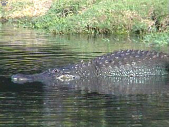 gator