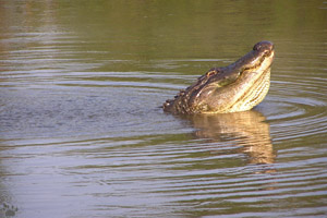 gator