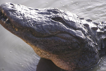 gator