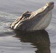 gator