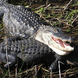 gator