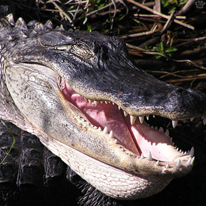 gator