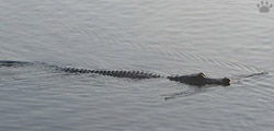 gator